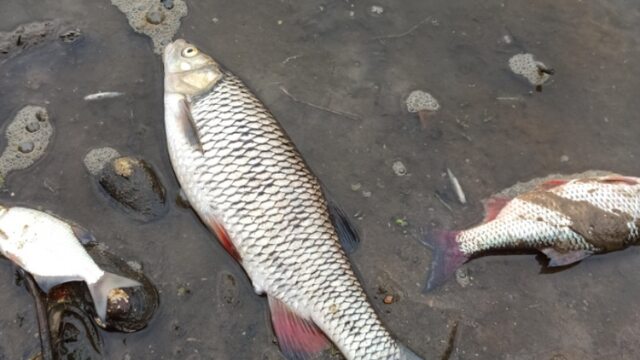 Kilka ton śniętych ryb w Odrze. „Czy ktoś odpowie za tę katastrofę ekologiczną?”