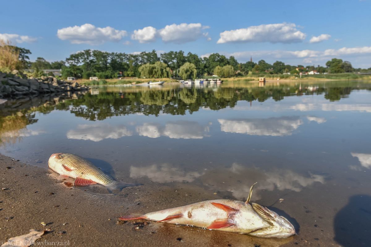 Śnięte ryby w Odrze. Niemcy każą unikać kontaktu z wodą i nie jeść ryb z rzeki