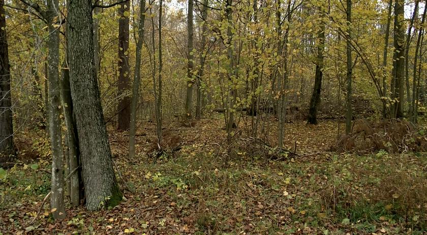 Chcą zwiększyć obszar Puszczy Białowieskiej, w którym można ciąć. Aktywiści i naukowcy protestują