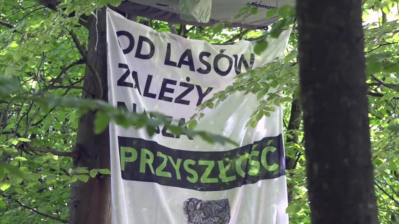 Wielki protest przeciwko wycince. Aktywiści chcą ocalić Puszczę Bukową