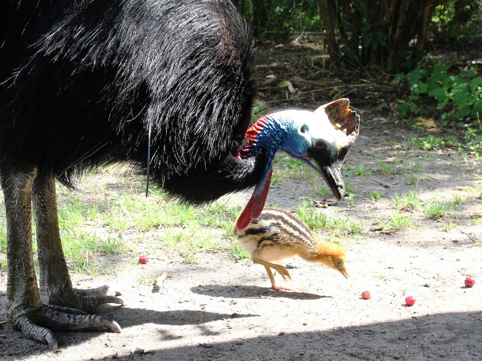 W ZOO w Warszawie wykluł się kazuar hełmiasty. „Samiec wysiaduje jaja”