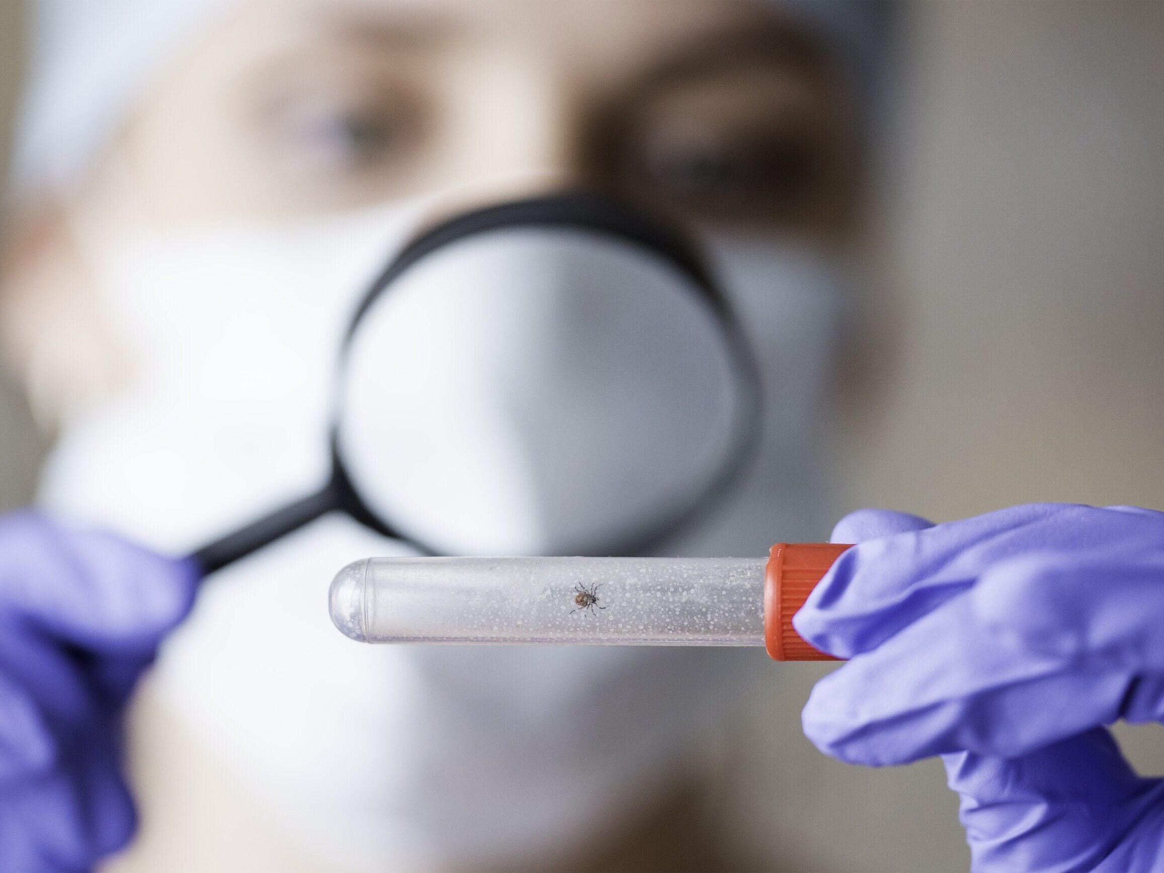 Pierwotniak zagraża psom i wilkom. Przenoszą go kleszcze