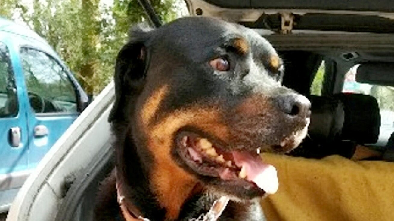 Rottweiler spadł z balkonu na ciężarną kobietę. Jego właścicielka o niczym nie wiedziała