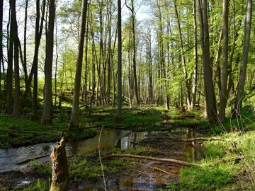 Lasy Państwowe opublikowały zdjęcie. „Cała makabra trwa około 3 godzin”