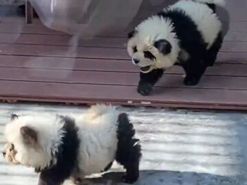 Pomalowali psy, żeby udawały pandy. Internauci oburzeni pomysłem ogrodu zoologicznego