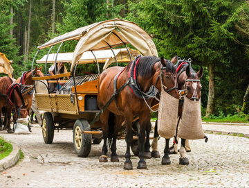 Weterynarz o likwidacji transportu konnego do Morskiego Oka. „Zwyciężyłaby głupota”