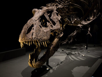 „Nastoletni Rex”. Badacze wiedzą już, jak mogły wyglądać młode dinozaury