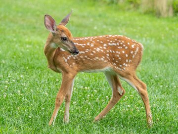 Lasy ostrzegają. „Ingerencja człowieka to dla nich wyrok śmierci”