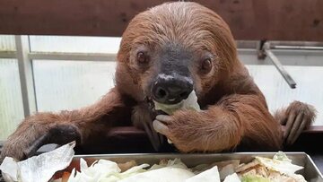 Niemieccy przyrodnicy w żałobie. Zmarł najstarszy leniwiec świata Niemieccy przyrodnicy w żałobie. Zmarł najstarszy leniwiec świata