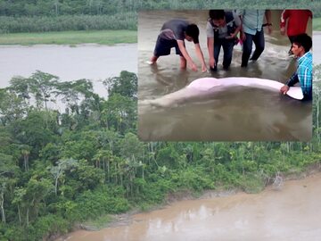 Niesamowita akcja ratunkowa. Na brzegu rzeki zobaczyli różowego delfina