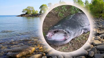 Polski wędkarz wyłowił olbrzyma, internauci oburzeni. „Ta ryba cierpi”