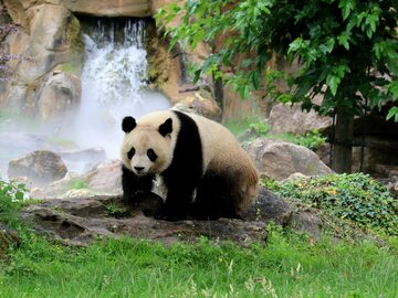 To najstarsza panda, która została mamą. Urodziła bliźnięta To najstarsza panda, która została mamą. Urodziła bliźnięta