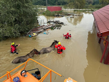 Dramatyczna walka o życie zwierząt, które ucierpiały w powodzi. Tak można im pomóc!