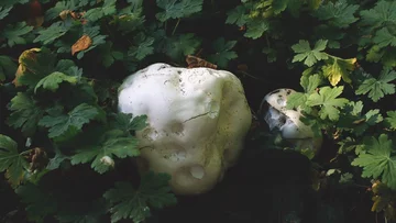 Grzyb-gigant rósł na skarpie Ogrodu Botanicznego UW. „Pozostał smutny widok” Grzyb-gigant rósł na skarpie Ogrodu Botanicznego UW. „Pozostał smutny widok”