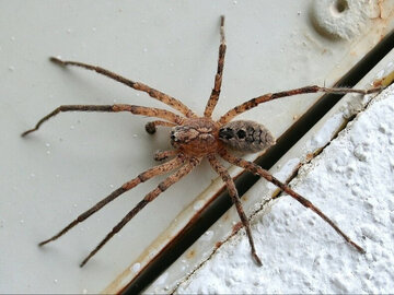 Nazywają go „Nosferatu”. Ten pająk może przegryźć ludzką skórę