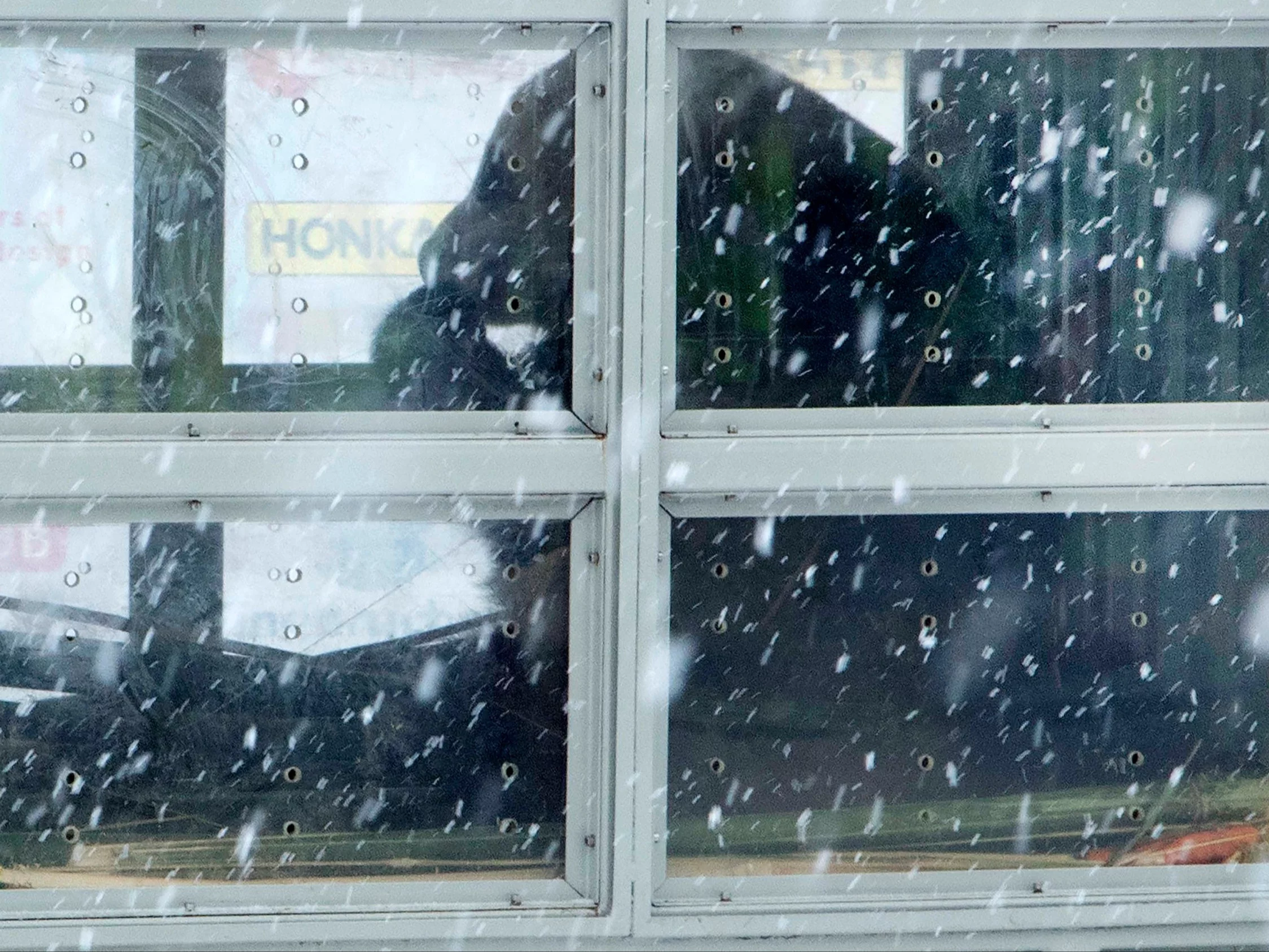 Pandy za drogie na Finlandię. Tamtejsze zoo odeśle je do Chin