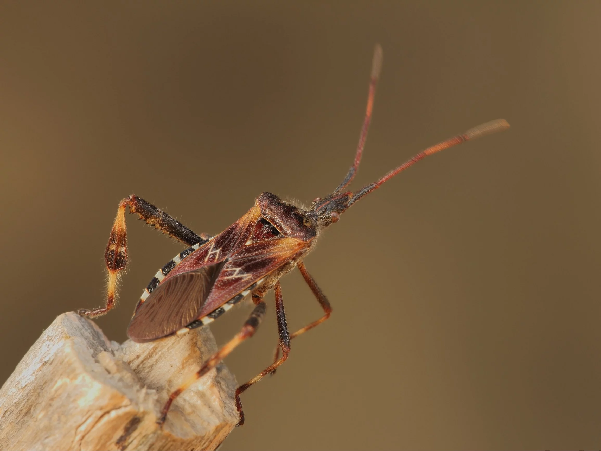 Pcha się do domu i śmierdzi. Ten owad będzie chciał u ciebie przezimować