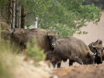 Polskie żubry pomagają w walce z pożarami