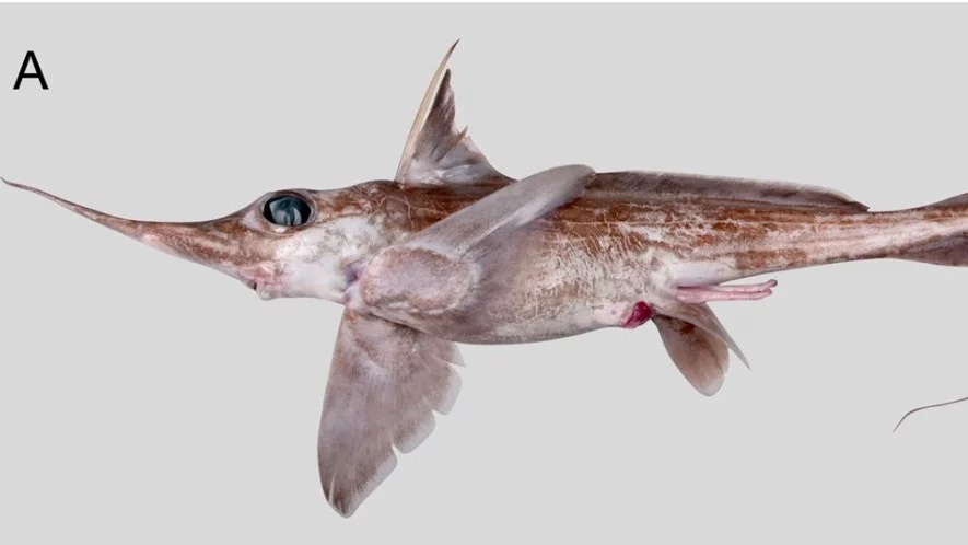 Rekin-widmo z głębin. Naukowcy odkryli nowy gatunek o unikalnych cechach Rekin-widmo z głębin. Naukowcy odkryli nowy gatunek o unikalnych cechach