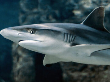 Rekinom jest za gorąco. Naukowcy ostrzegają Rekinom jest za gorąco. Naukowcy ostrzegają