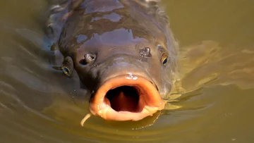 Rekordowa ryba na wędce Polaka. „W dźwiganiu karpia musiał mi pomagać tata”