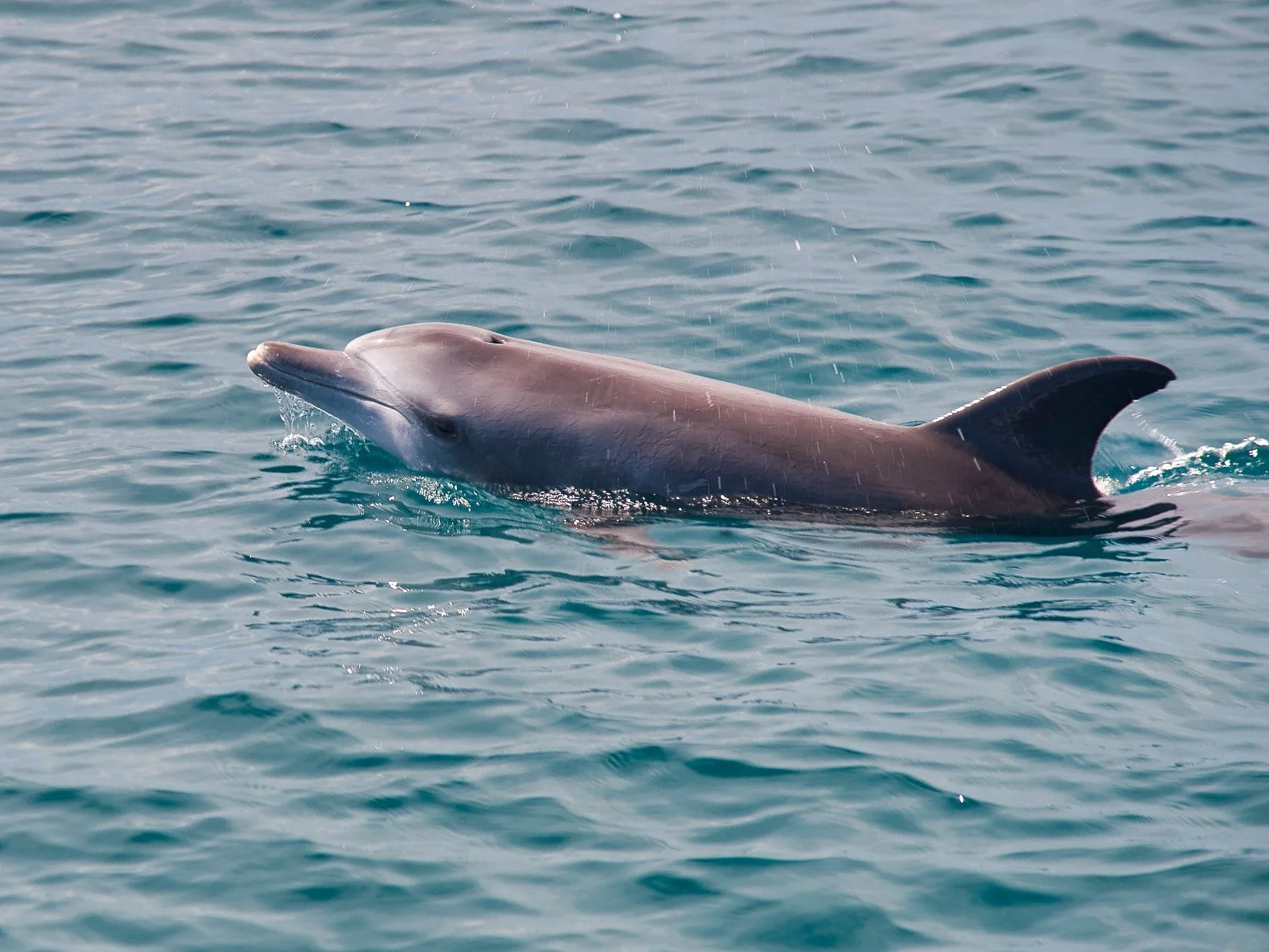 Rozrzucili na wybrzeżu sztuczne zwłoki delfinów. Ekspertka tłumaczy, dlaczego