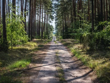 Rząd ostrzega Polaków mieszkających w tych regionach. Muszą uważać w lesie