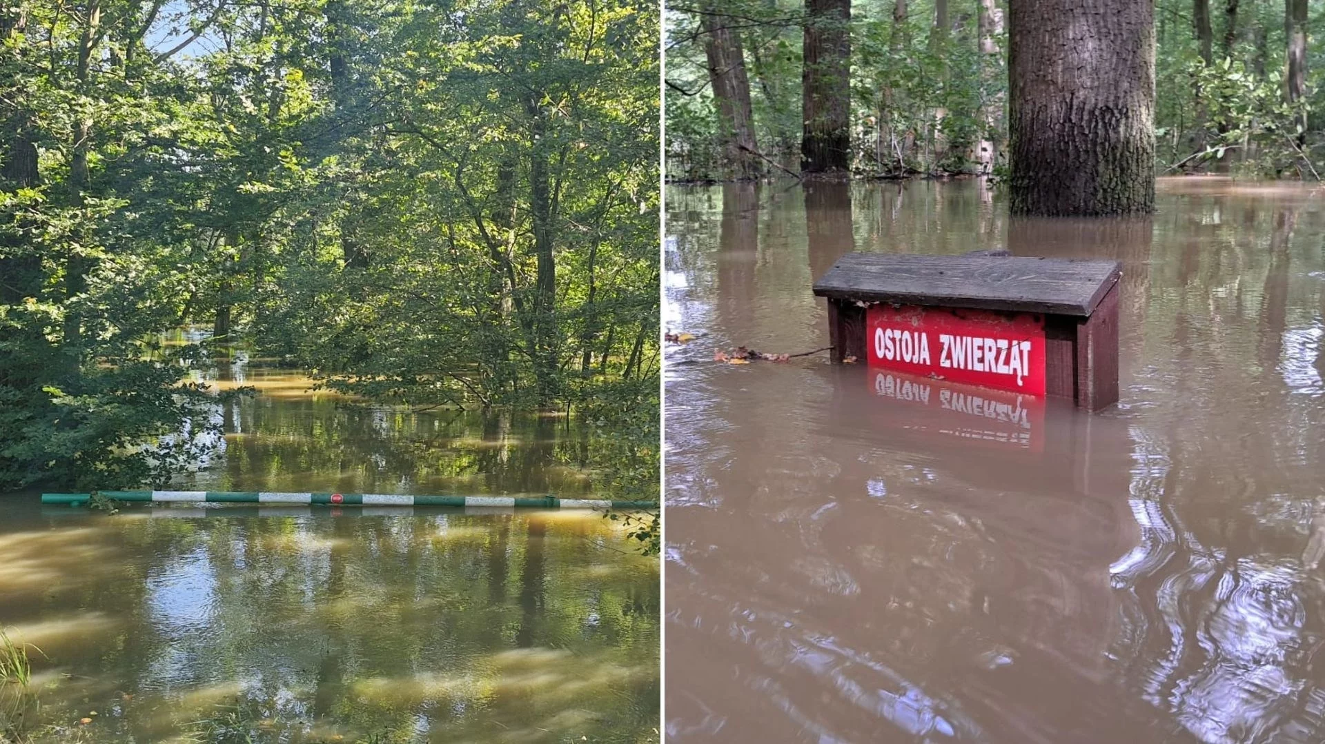 Serce się kraje na taki widok. Lasy zalane, drzewa pod wodą. Szokujące zdjęcia leśników