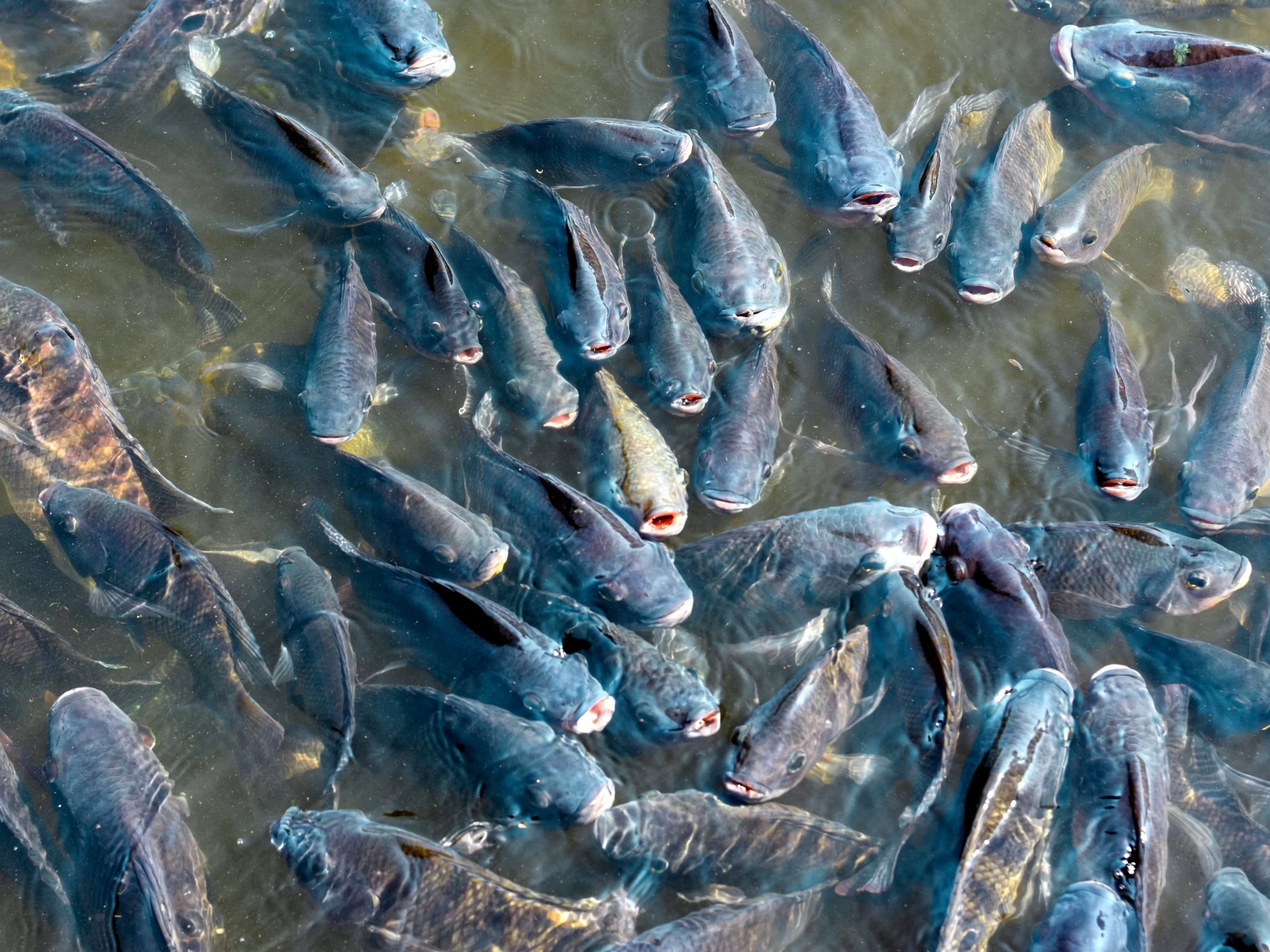 Sto milionów dolarów na wojnę z inwazyjnym gatunkiem. „Żeruje na małych rybach” Sto milionów dolarów na wojnę z inwazyjnym gatunkiem. „Żeruje na małych rybach”