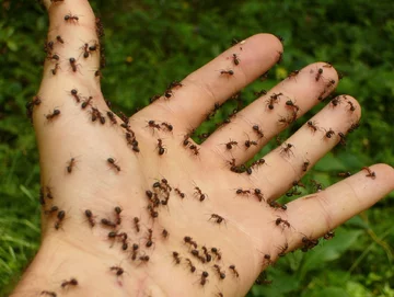 Te mrówki sieją postrach. Rozprzestrzeniają się w oka mgnieniu, gryzą i powodują szkody