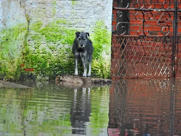 Uwięzione zwierzęta bez szans na ratunek. Organizacje zwierzęce w dramatycznych apelach