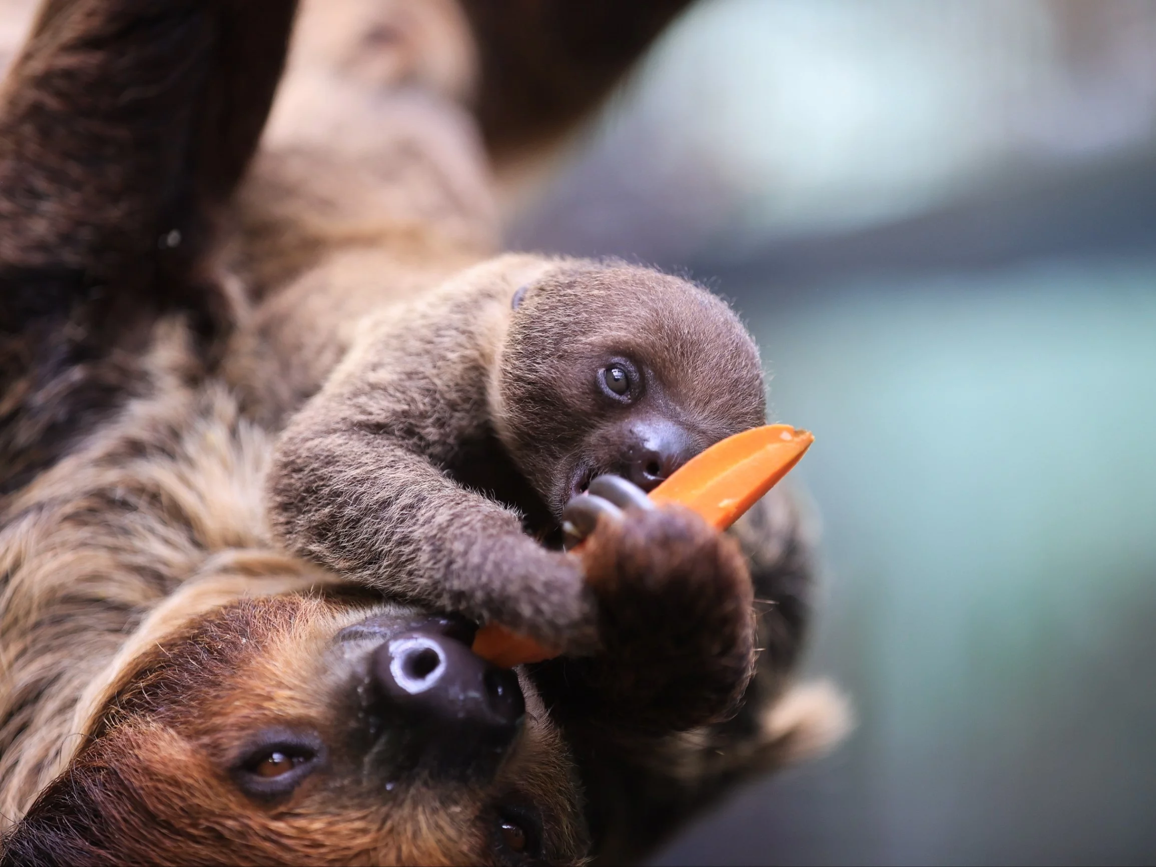 Nowy mieszkaniec łódzkiego zoo. Ten widok roztapia serca