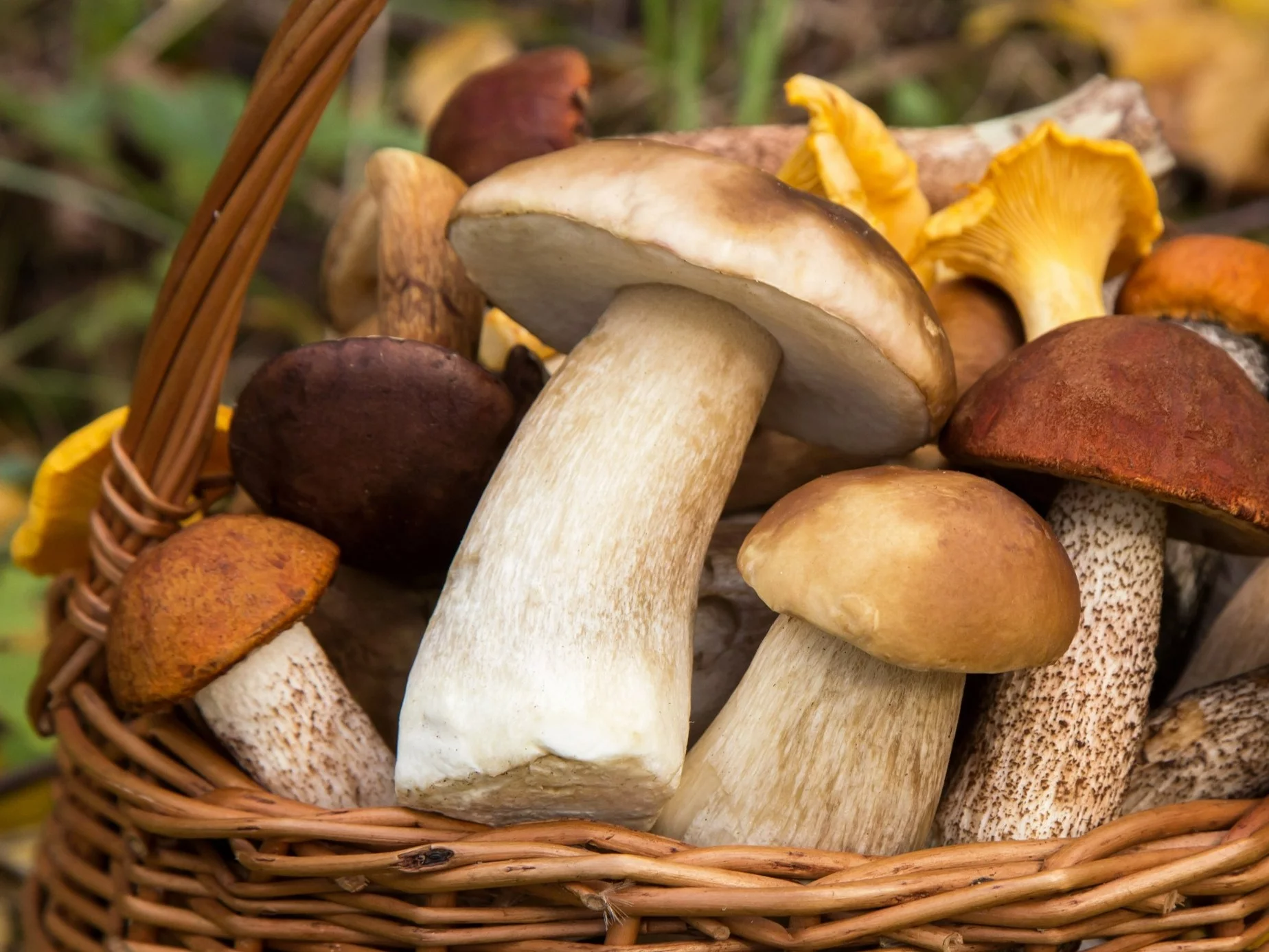 Pijany amator grzybów wsiadł za kółko. Jechał „wężykiem” Pijany amator grzybów wsiadł za kółko. Jechał „wężykiem”