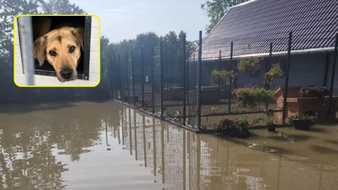 „Woda opadła, psy zostały”. Schroniska walczą o przetrwanie. Ruszyła zbiórka „Woda opadła, psy zostały”. Schroniska walczą o przetrwanie. Ruszyła zbiórka