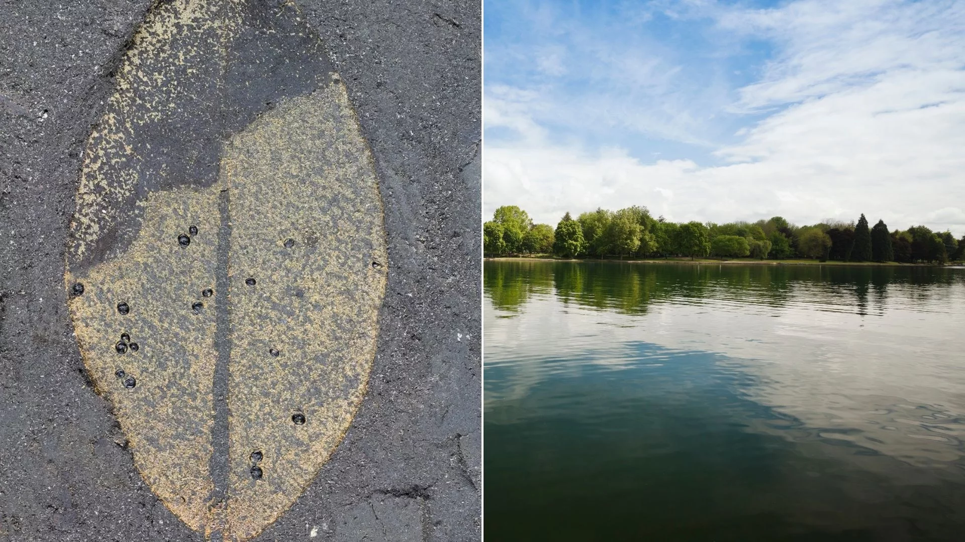 Fascynująca historia sprzed 15 milionów lat. Skamieniałości zachowane na liściach Fascynująca historia sprzed 15 milionów lat. Skamieniałości zachowane na liściach
