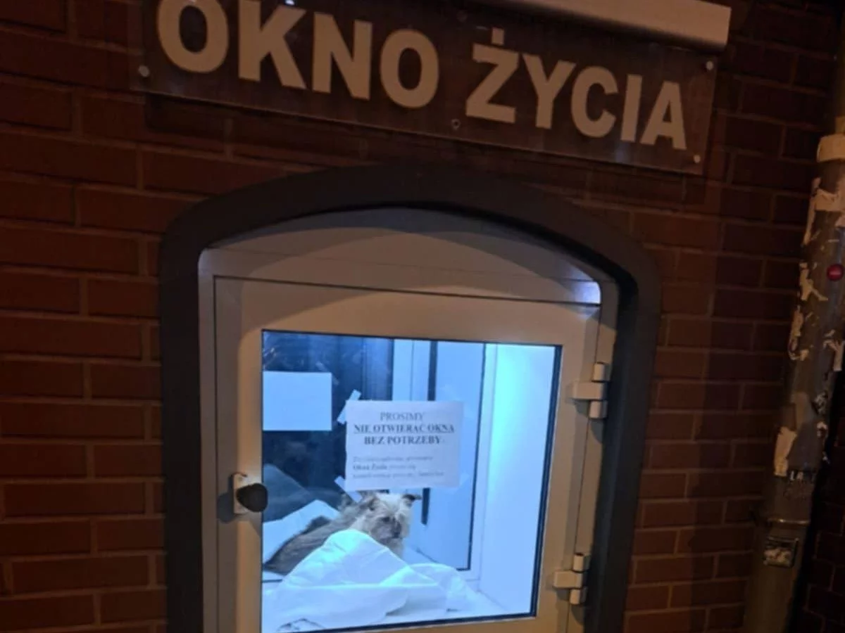 Szokujące odkrycie w oknie życia we Wrocławiu. „Nic nas już nie zdziwi”