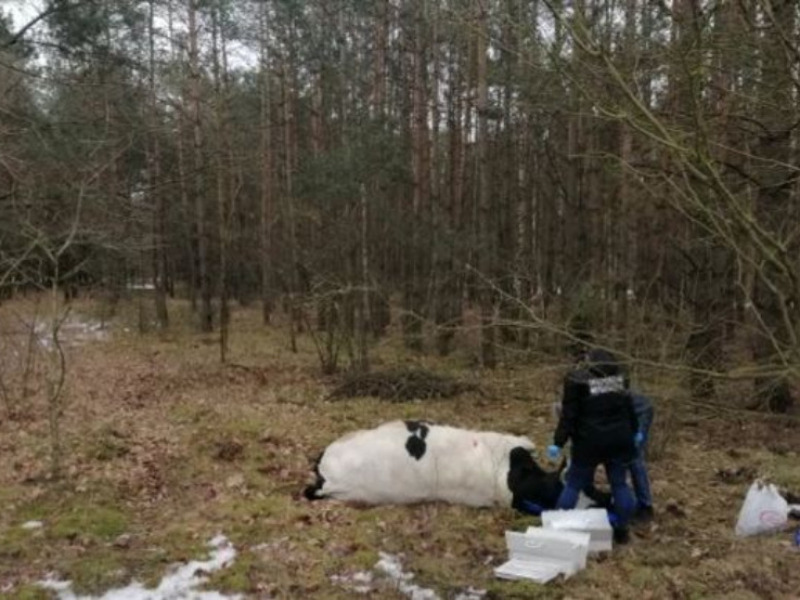 Tragiczne zdarzenie na Mazowszu. Byk zabił właściciela