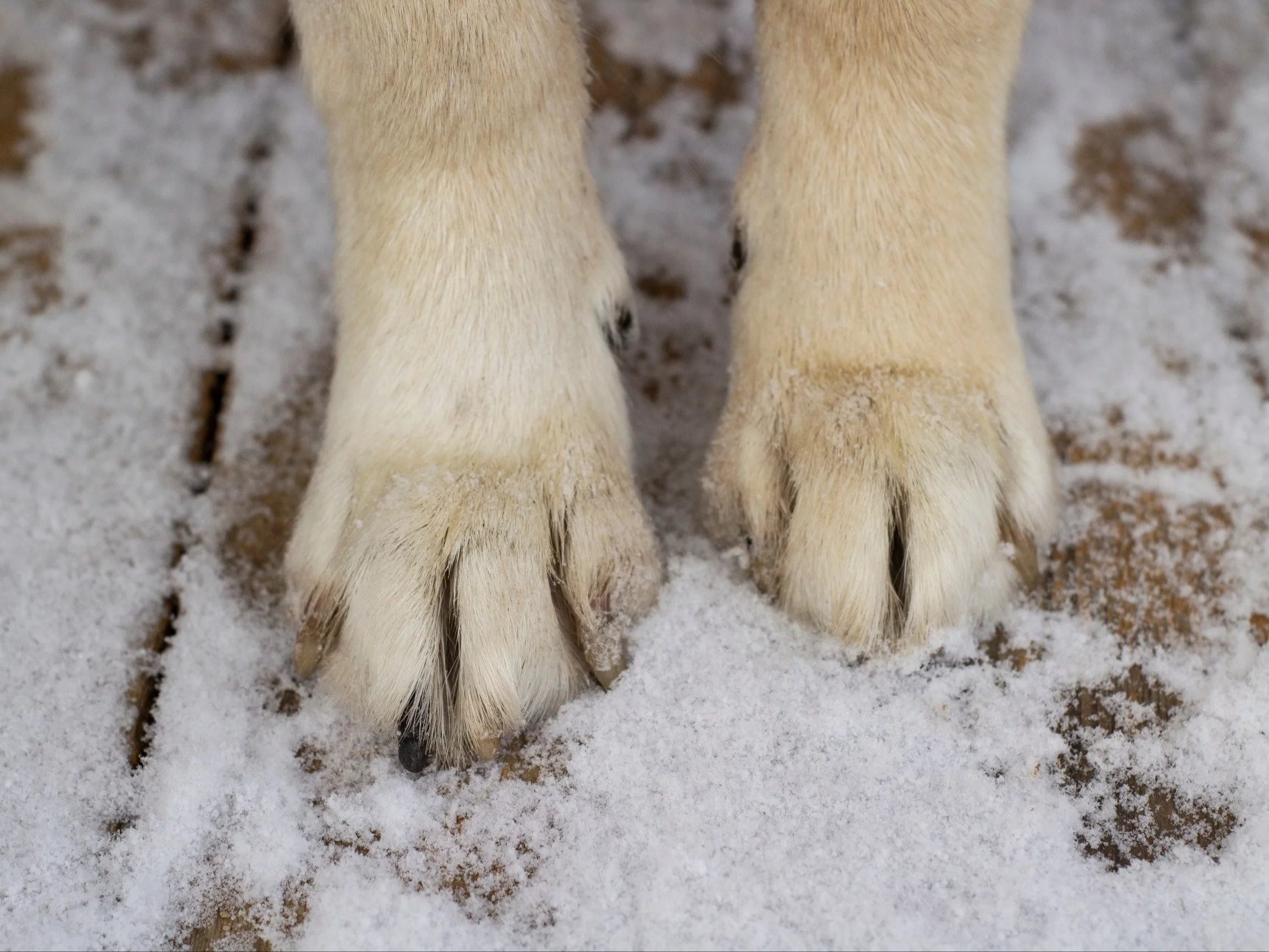 Najbardziej przyjazne rasy psów. Poznaj czworonogi, które kochają ludzi