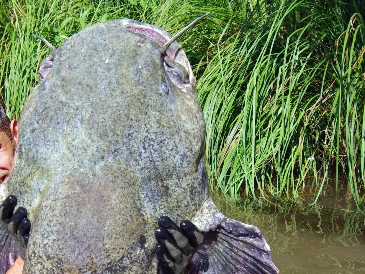 Sum gigant z Jeziora Mietkowskiego. Takiej ryby nie widziałeś