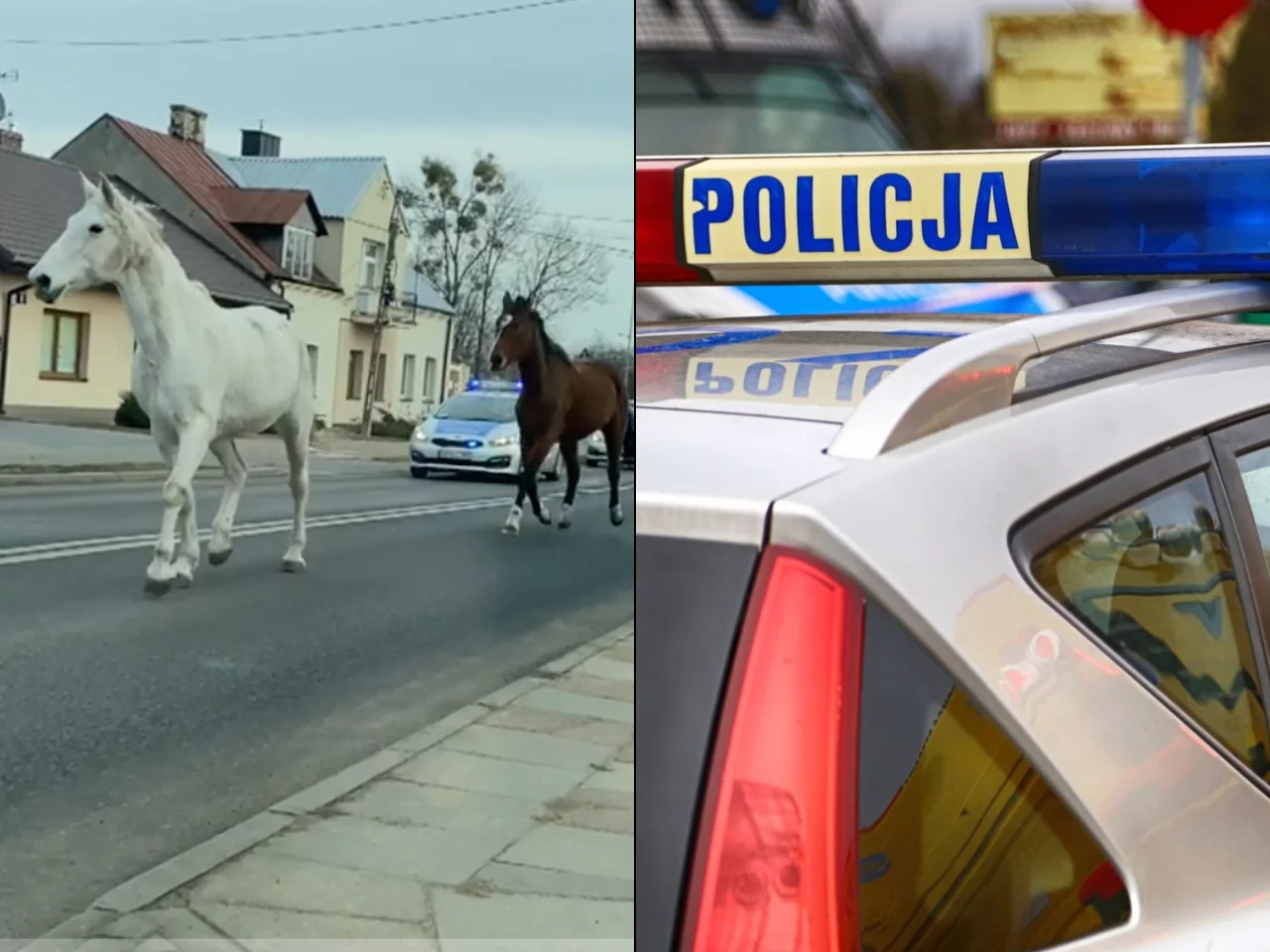 Dwa konie biegały po ulicach. Jechały za nimi policyjne patrole
