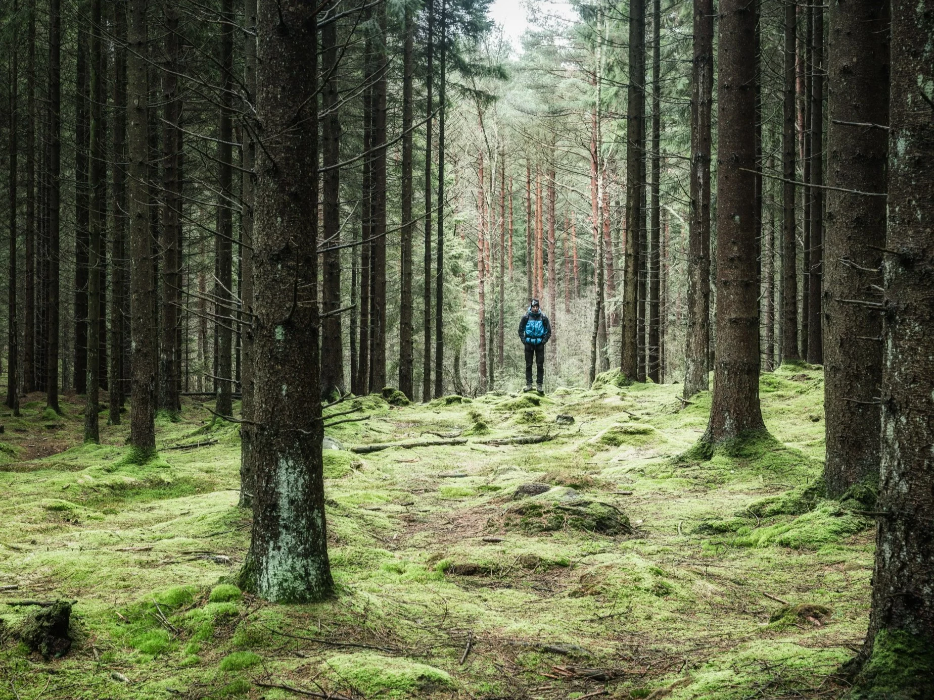 Niepozorne zagłębienie przy drzewie? To może być śmiertelna pułapka! Niepozorne zagłębienie przy drzewie? To może być śmiertelna pułapka!