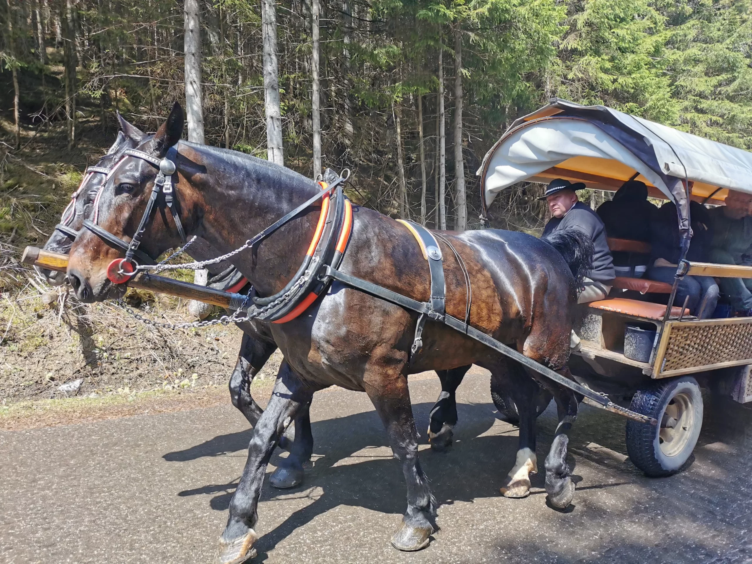 Sprzeciw ws. likwidacji transportu konnego do Morskiego Oka. TPN ominie weto