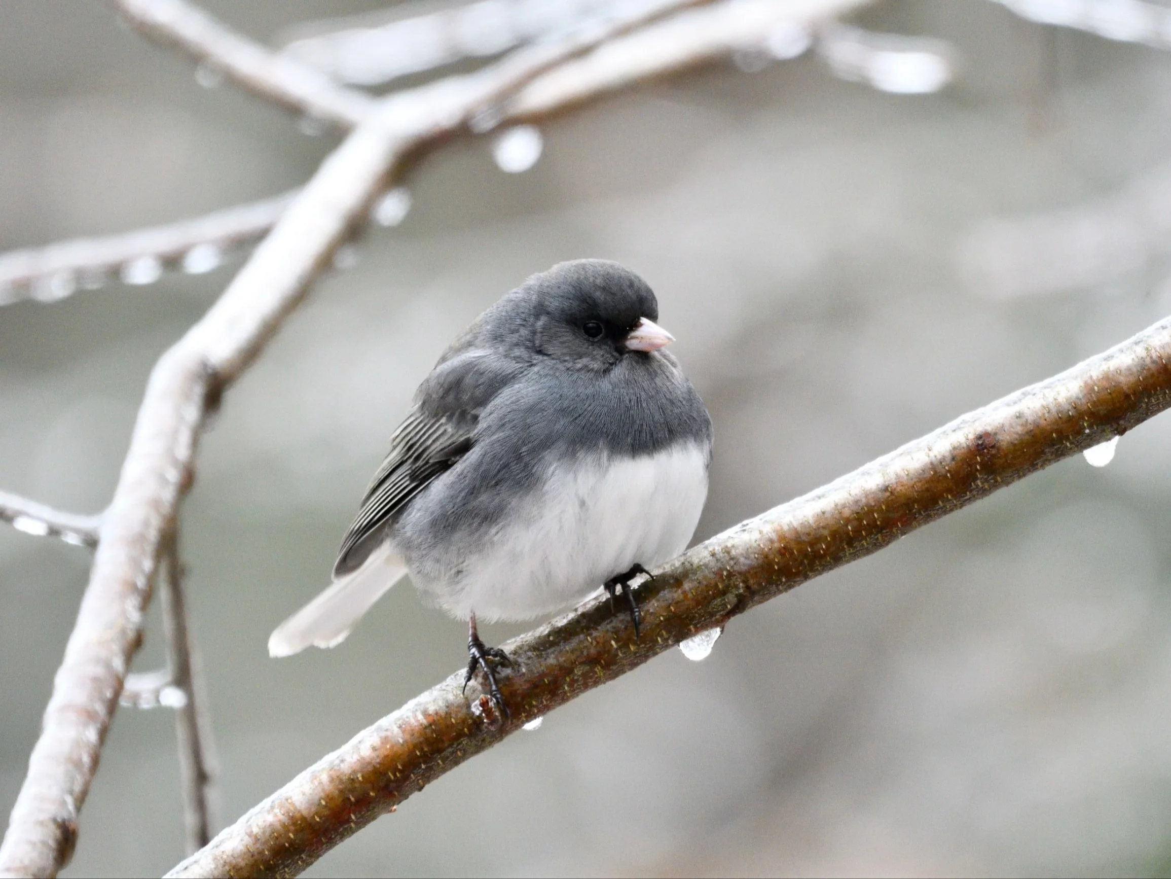 Tajemniczy przybysz zawitał do Polski. Ostatnio był tu widziany 60 lat temu