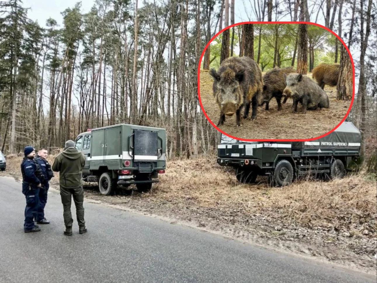 Dziki dokonały szokującego odkrycia. Akcja służb na Pomorzu