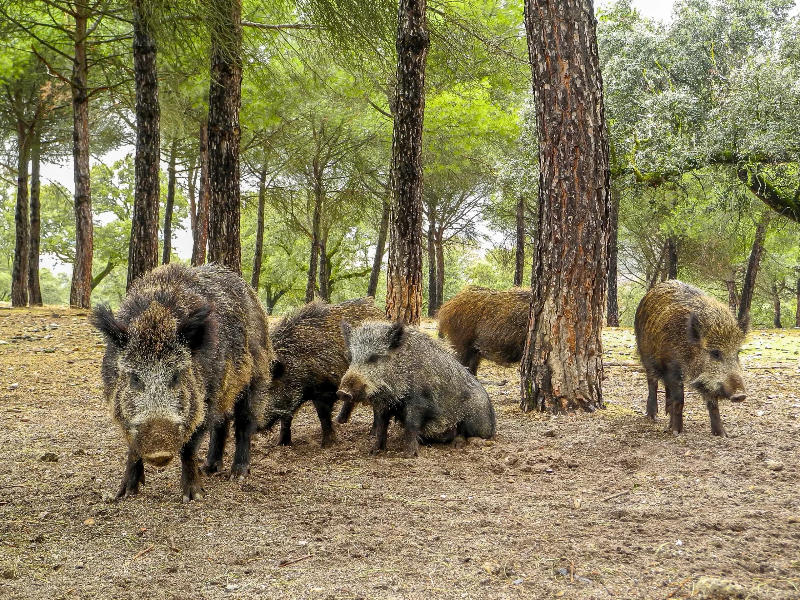 Dziki opanowały część Krakowa. Mieszkańcy przerażeni