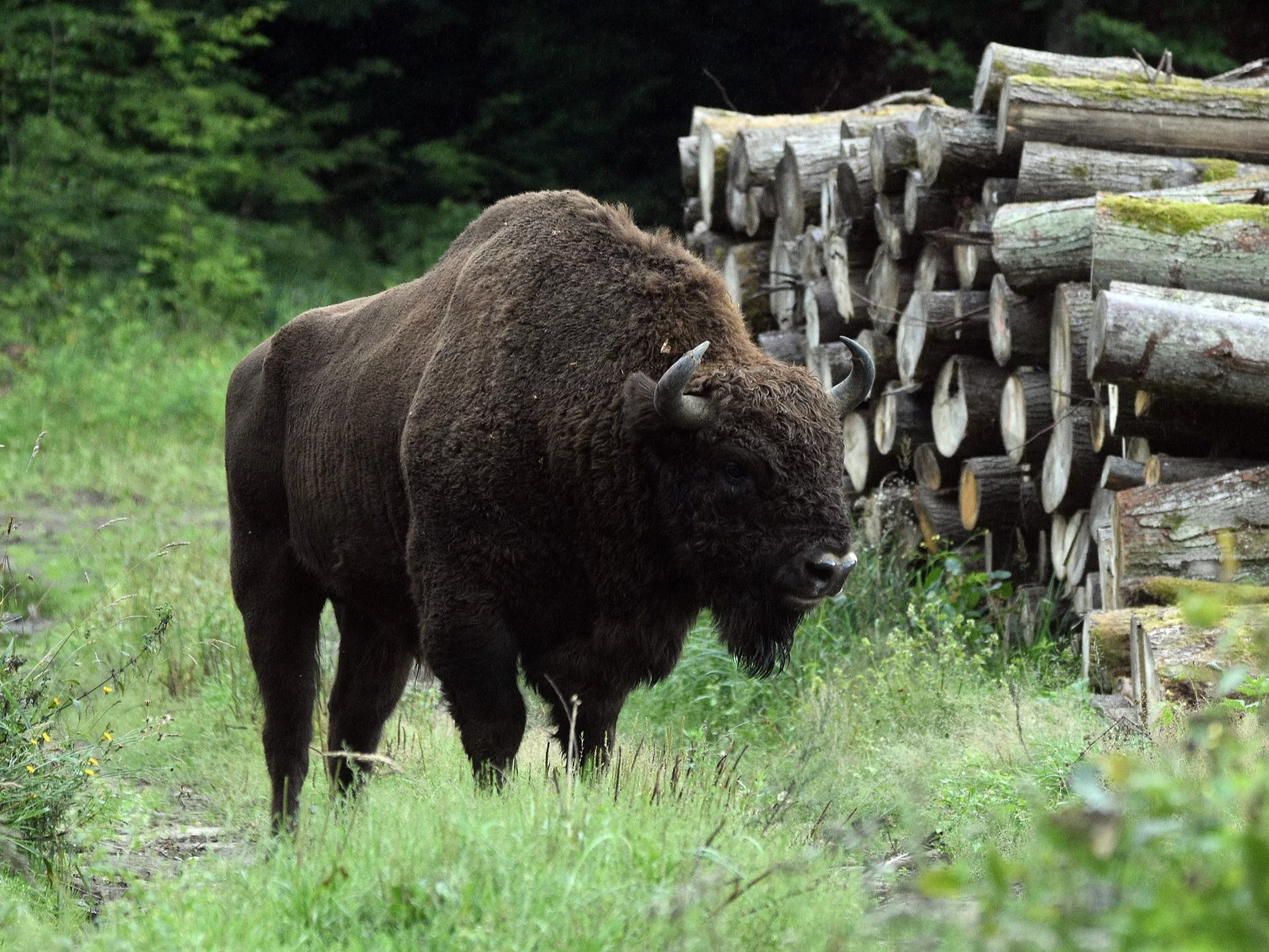 Żubr Borys odstrzelony w Białowieży. Mieszkańcy nie kryją oburzenia