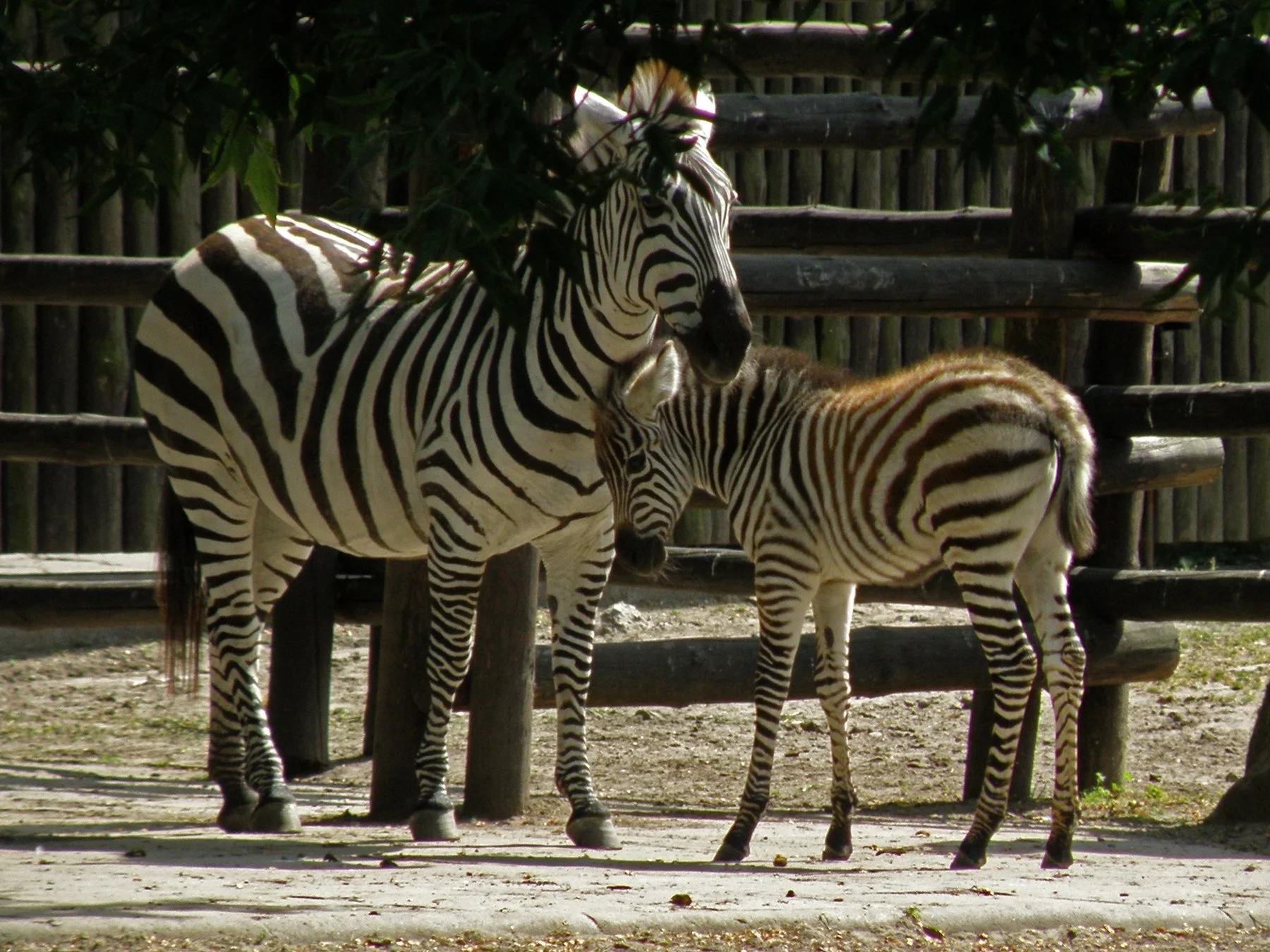 Warszawskie ZOO wprowadza obostrzenia. Powodem groźna choroba Warszawskie ZOO wprowadza obostrzenia. Powodem groźna choroba