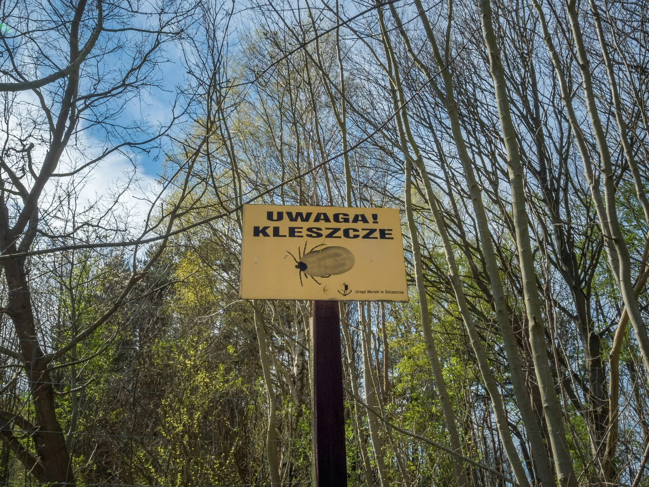 Jak chronić się przed kleszczami? Zaskakująca porada eksperta GIS Jak chronić się przed kleszczami? Zaskakująca porada eksperta GIS