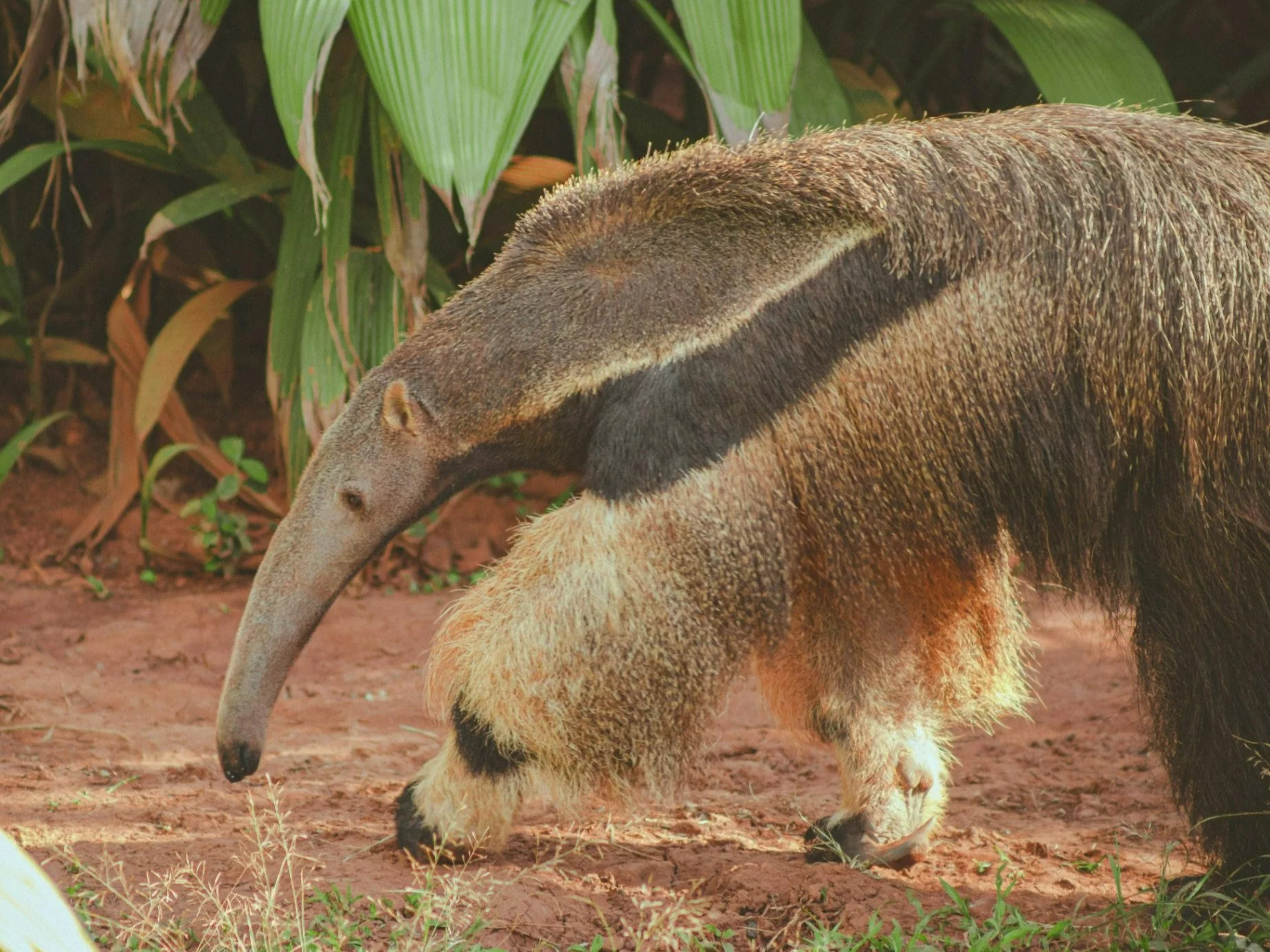 Poznańskie zoo oburzone zachowaniem turystów. Incydent mógł kosztować życie zwierząt Poznańskie zoo oburzone zachowaniem turystów. Incydent mógł kosztować życie zwierząt