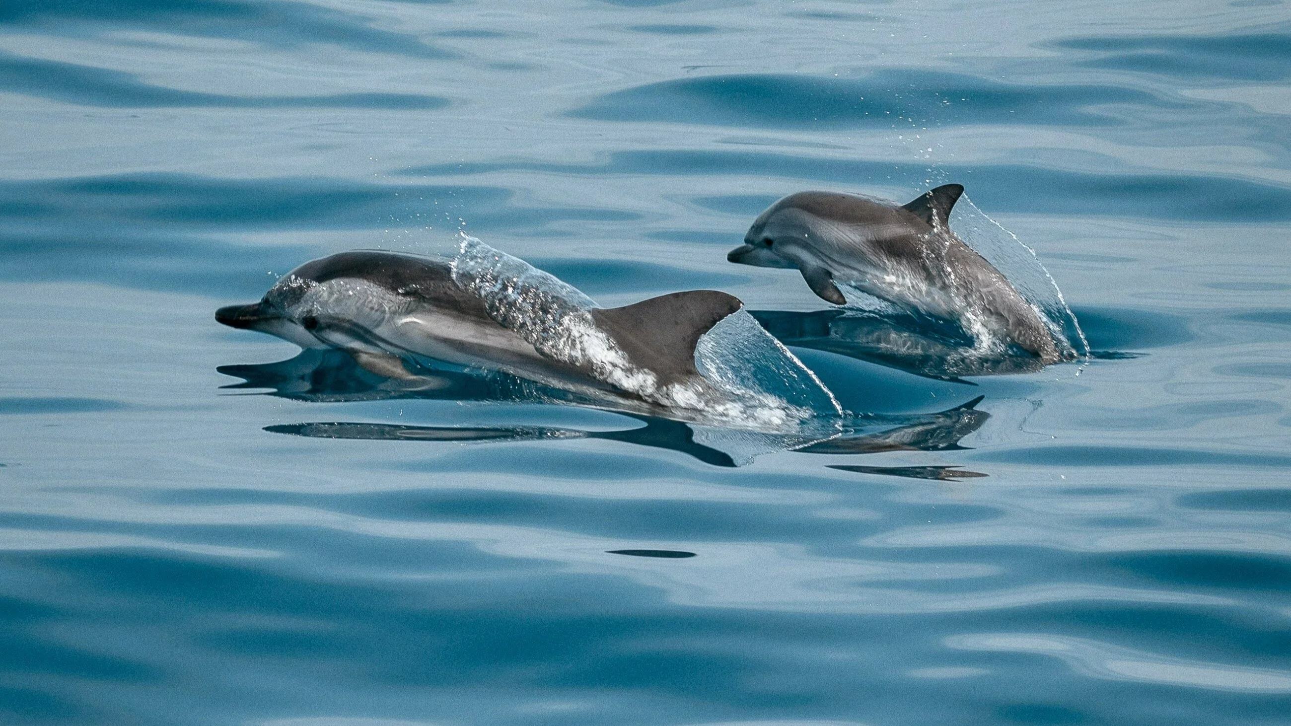 Sekretne sygnały delfinów. Co naprawdę oznaczają ich osobiste gwizdy?